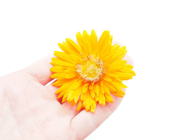 istock marigold flower on a white background 187151961