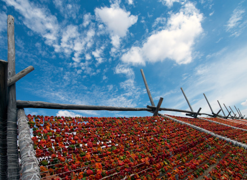 Red peppers drying in the field and cloudy sky.