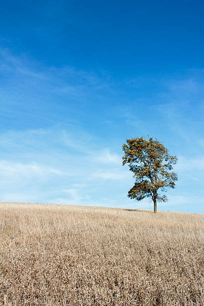 Oak Tree "Blue Sky" – Foto