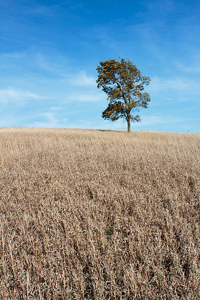 Albero di quercia sul campo di cielo blu vicino - foto stock