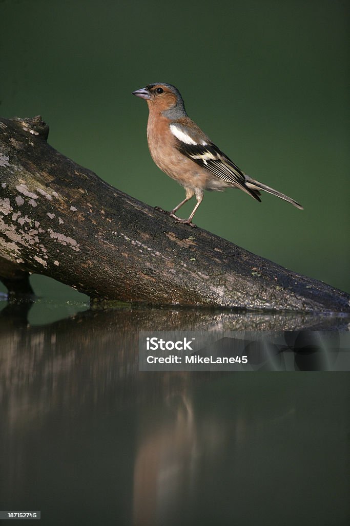 Tentilhão, Fringilla coelebs, - Royalty-free Ao Ar Livre Foto de stock