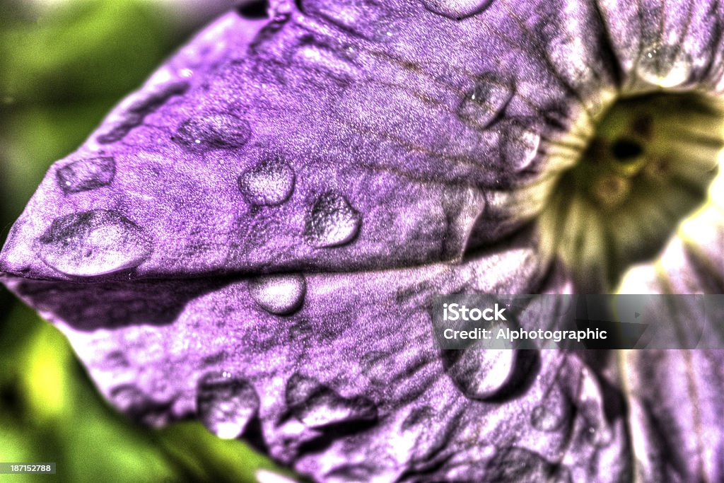 Petúnia macro HDR - Foto de stock de Amarelo royalty-free