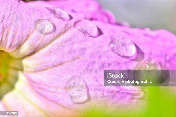 Petunie Makro Hdr Stockfoto und mehr Bilder von Blatt - Pflanzenbestandteile - Blatt - Pflanzenbestandteile, Blume, Blüte