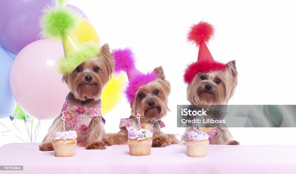 ヨークシャーテリア犬のパーティ - 愛玩犬のロイヤリティフリーストックフォト