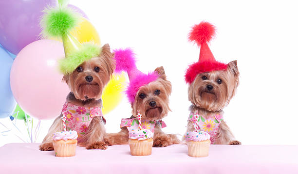 istock Yorkshire Terrier Dog Party 187152864