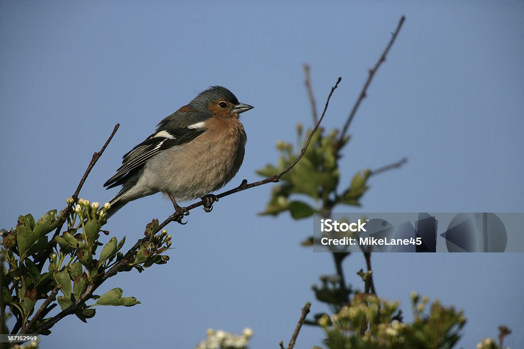 ズアオアトリ、Fringilla coelebs 、 - イギリスのロイヤリティフリーストックフォト