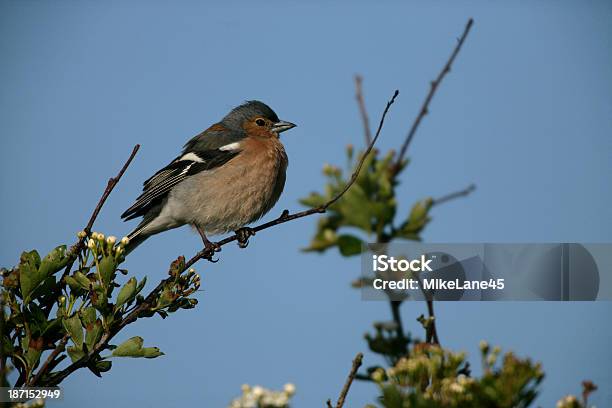 흰날개되새 Fringilla Coelebs 고여 있는 물에 대한 스톡 사진 및 기타 이미지 - 고여 있는 물, 농장, 되새류