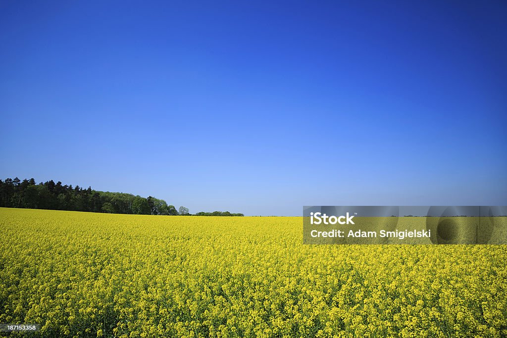 canola field - Royalty-free Agricultura Foto de stock