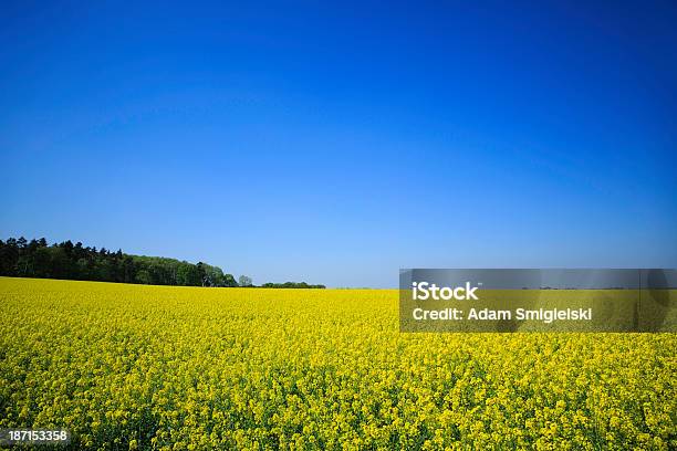 Canola Field - Fotografias de stock e mais imagens de Agricultura - Agricultura, Ajardinado, Amarelo