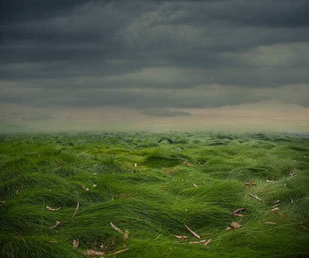 foggy and gloomy field