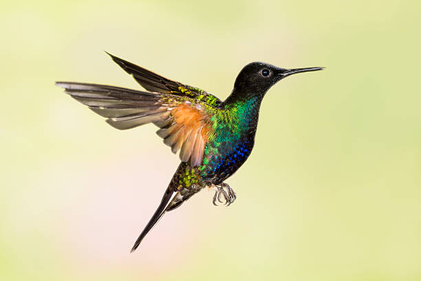 istock Velvet-purple Coronet  Hummingbird 187154611
