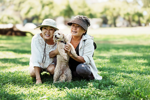 A retired senior woman of Korean descent kneels in the grass and affectionately holds her cute dog while enjoying time outdoors with her best friend, another senior woman of Korean descent.