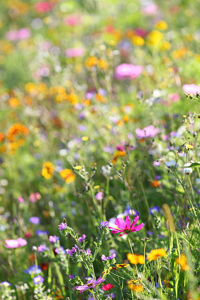 lato łąka - flower blumenwiese meadow flower head zdjęcia i obrazy z banku zdjęć