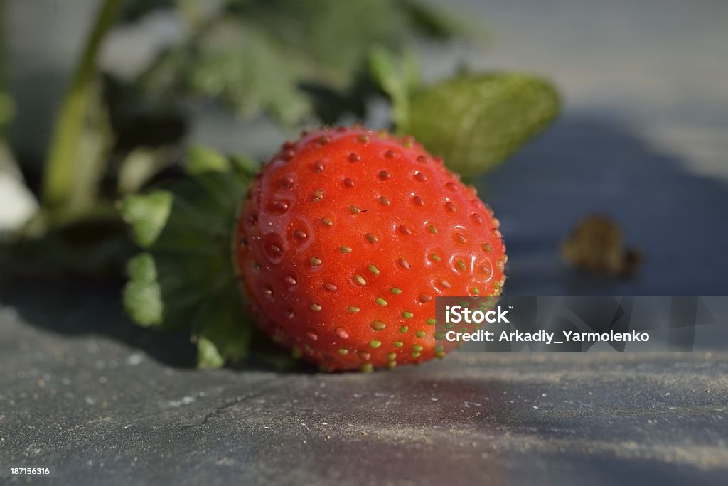 Strawberry ripening - Lizenzfrei Agrarbetrieb Stock-Foto