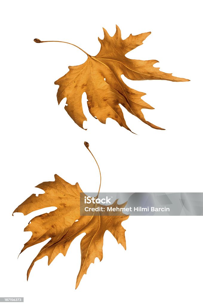 가을 낙엽 - 로열티 프리 0명 스톡 사진