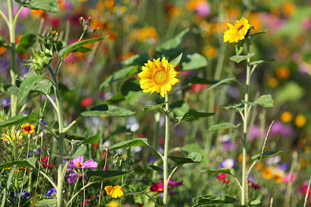 istock summer meadow with blooming sunflower 187156376