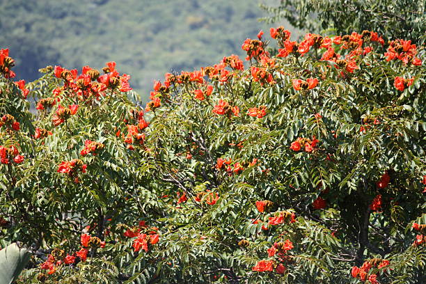 Flores de laranja - foto de acervo