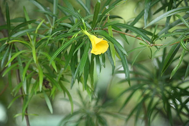 Flor amarela - foto de acervo