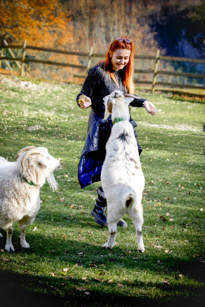 istock Red-haired girl in black playing with a white goat. 1871567225
