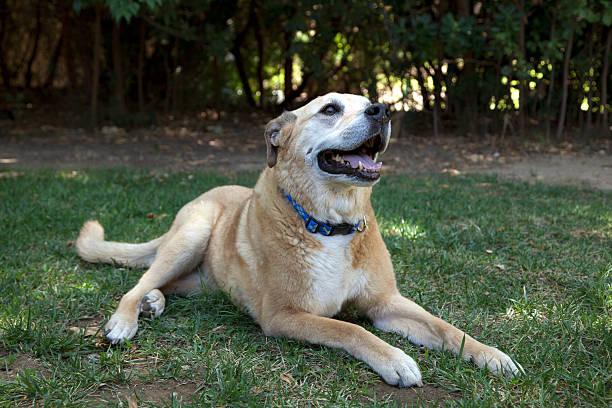 istock Yellow Lab Dog Outside 187156878