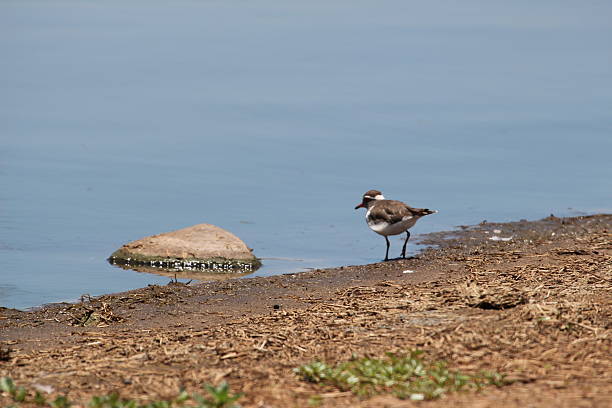 Tarambola no Water's Edge - foto de acervo