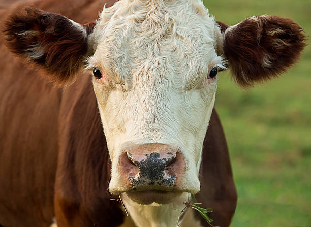 istock Closeup of grazing brown and white cow 187157197