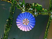 Hot Air bolloon from above