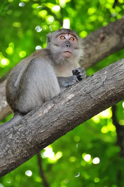Long-tailed macaque on a tree branch - Macaca fascicularis, aka crab-eating macaque and cynomolgus monkey