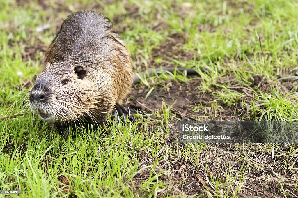 Sumpfbiber Myocastor coypus - Lizenzfrei Angst Stock-Foto