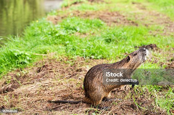 Sumpfbiber Myocastor Coypus Stockfoto und mehr Bilder von Angst - Angst, Aufnahme von unten, Behaart