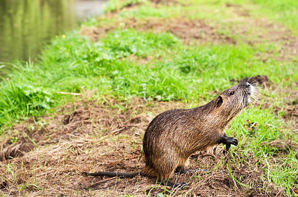 istock Nutria Myocastor coypus 187158426