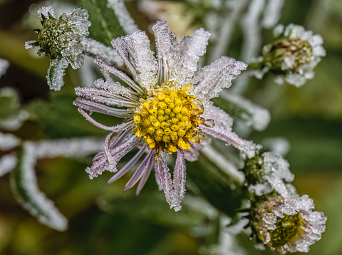 Frozen symphyotrichum puniceum flower  on very soft selective focus background. Frosty morning background.