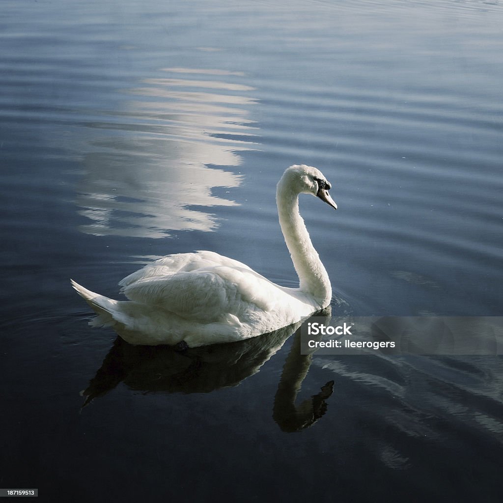 Swan deslizando pelas águas perto do cais, em Exeter - Foto de stock de Animal royalty-free