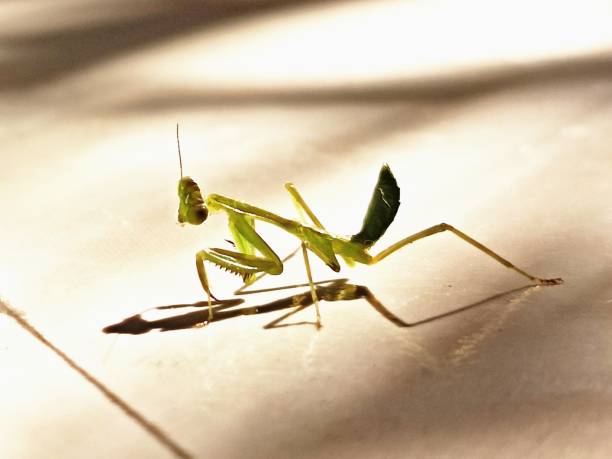 istock Hierodula Membranacea, mentis, giant Asian mantis, insect, pest 1871603516