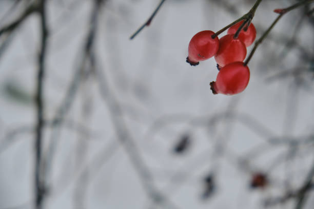 rosa mosqueta close-up nos galhos de um arbusto. rosas mosquetas maduras crescem no jardim. - uncultivated autumn berry fruit branch - fotografias e filmes do acervo