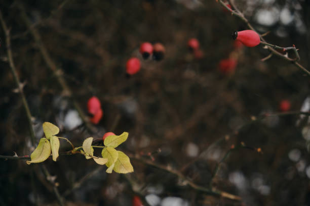 rosa mosqueta close-up nos galhos de um arbusto. rosas mosquetas maduras crescem no jardim. - uncultivated autumn berry fruit branch - fotografias e filmes do acervo