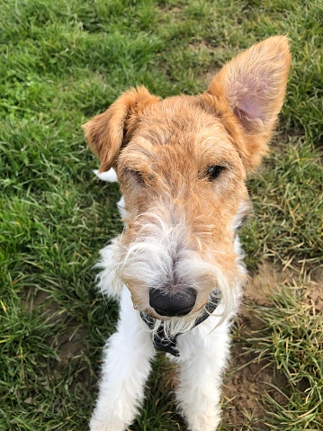A small foxterrier sits and one ear pricked up