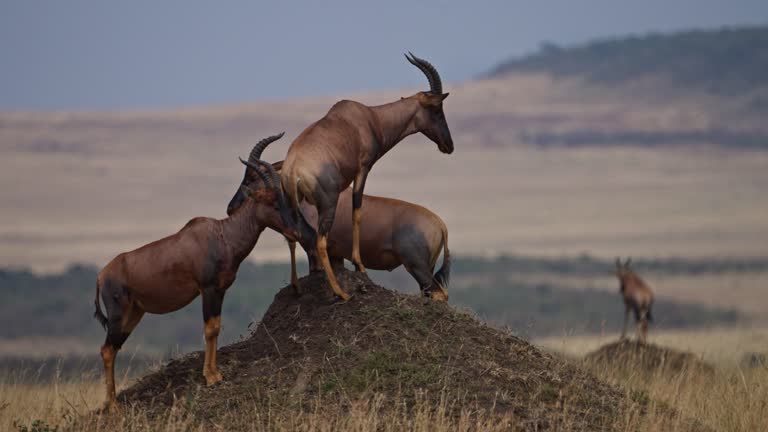Topi Antelope standing on a small mound to keep guard over its herd