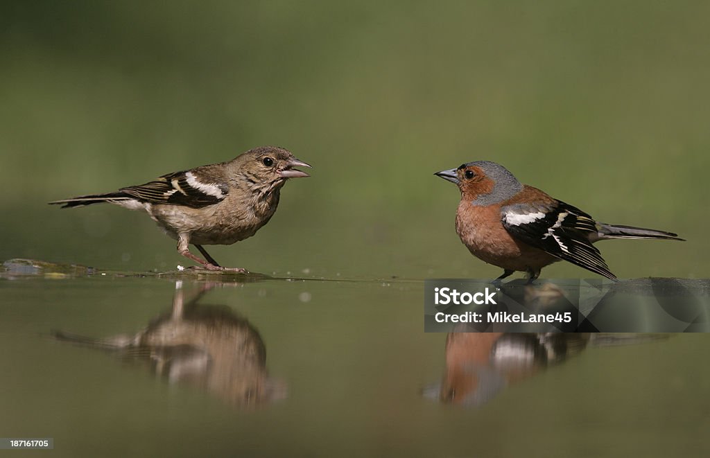 Tentilhão, Fringilla coelebs, - Royalty-free Ao Ar Livre Foto de stock