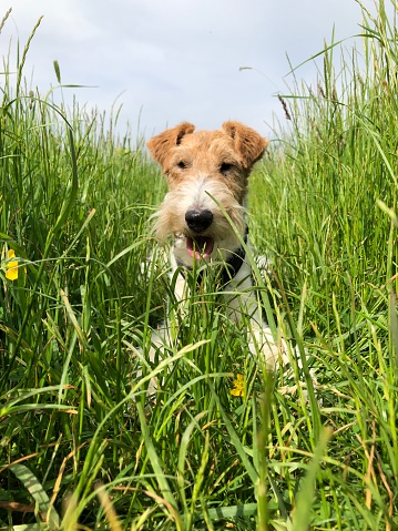 Dog in field portrait, mouth open, looking away