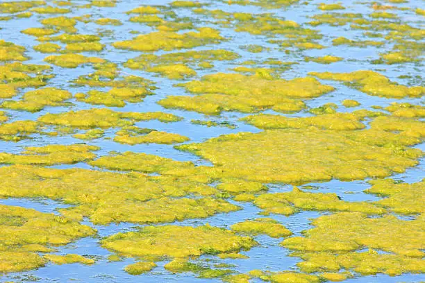 A profuse summer algae bloom takes over the surface of a wetland pond.  Yavapai County, Arizona, 2013.