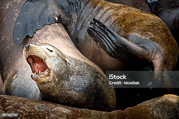 Sea Lion Stockfoto und mehr Bilder von Fotografie - Fotografie, Horizontal, Jungtier