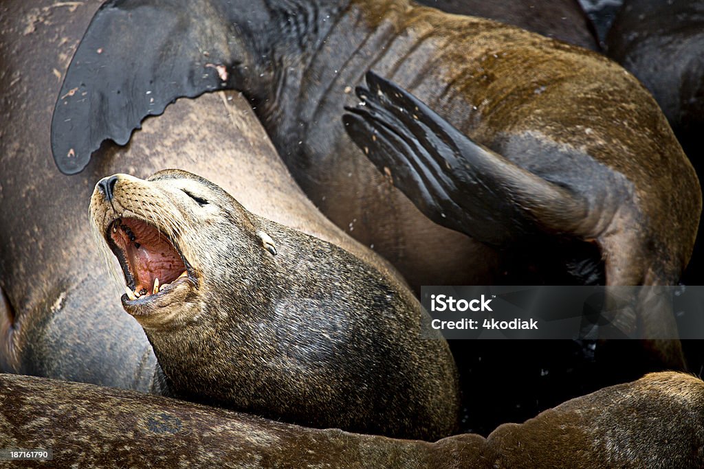 Lion de mer - Photo de Animaux à l'état sauvage libre de droits