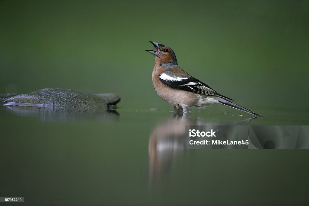 Buchfink, Fringilla coelebs, - Lizenzfrei Agrarbetrieb Stock-Foto