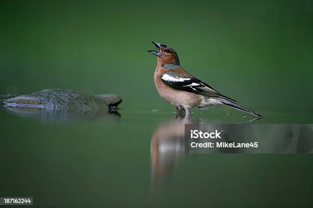 Foto de Tentilhão Fringilla Coelebs e mais fotos de stock de Ave canora - Ave canora, Beber, Bosque - Floresta