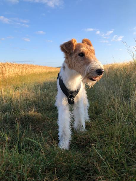 istock A dog photographed from the front while walking 1871628570