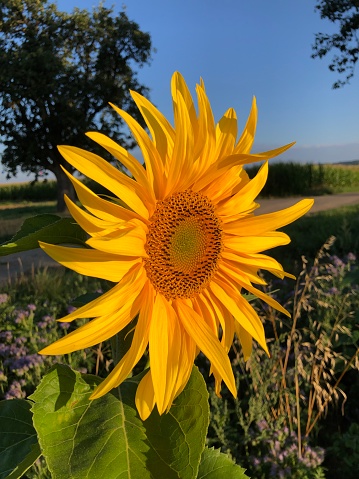 A shining sunflower blossom at a sunny day