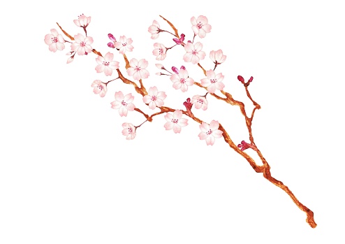 watercolor cherry blossom illustration