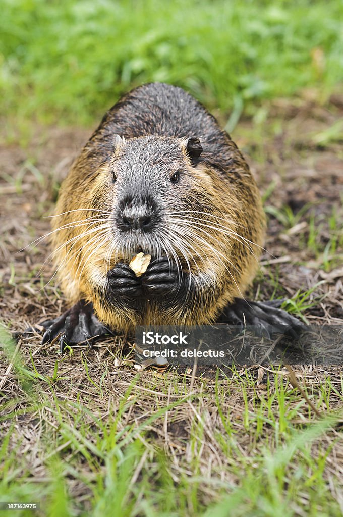 Ratão-do-banhado a comer uma bolota. - Royalty-free Alemanha Foto de stock