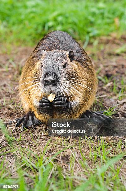 Ratãodobanhado A Comer Uma Bolota - Fotografias de stock e mais imagens de Alemanha - Alemanha, Alimentar, Animal selvagem